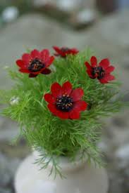 Image result for Adonis aestivalis