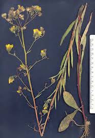 Attēlu rezultāti vaicājumam “Hieracium umbellatum”