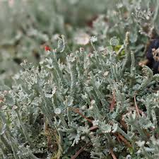 Attēlu rezultāti vaicājumam “Cladonia ochrochlora”