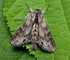 Attēlu rezultāti vaicājumam “Cucullia fraudatrix”