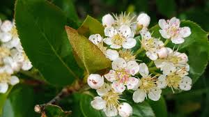 Attēlu rezultāti vaicājumam “Aronia melanocarpa flower”