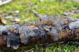 Attēlu rezultāti vaicājumam “Exidia cartilaginea”