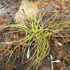 Attēlu rezultāti vaicājumam “Juncus squarrosus fruit”