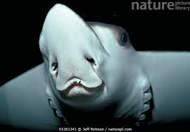 Image result for Aetobatus ocellatus