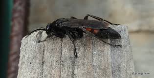 Attēlu rezultāti vaicājumam “Anoplius viaticus”