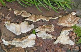 Attēlu rezultāti vaicājumam “Skeletocutis carneogrisea”