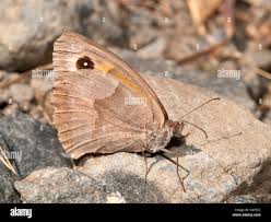 Attēlu rezultāti vaicājumam “Maniola jurtina female”