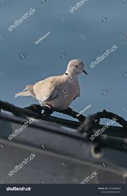 Attēlu rezultāti vaicājumam “Streptopelia decaocto adult”