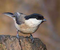 Image result for Poecile montana