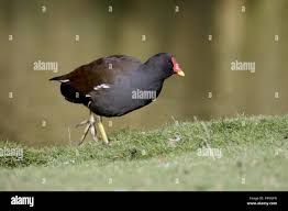 Attēlu rezultāti vaicājumam “Gallinula chloropus”