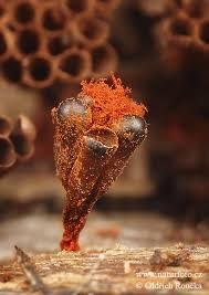 Attēlu rezultāti vaicājumam “Metatrichia vesparia”