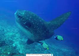 Image result for Mola alexandrini