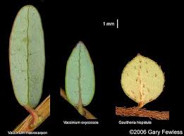 Attēlu rezultāti vaicājumam “Oxycoccus microcarpus leaf”
