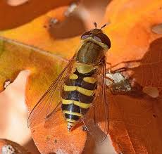Attēlu rezultāti vaicājumam “Syrphus torvus”