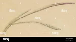 Attēlu rezultāti vaicājumam “Helictotrichon pratense leaf”