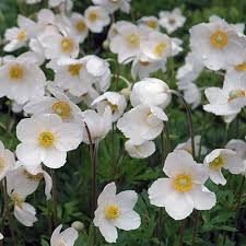 Attēlu rezultāti vaicājumam “Anemone sylvestris fruit”