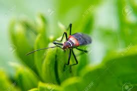 Attēlu rezultāti vaicājumam “Lygaeidae”