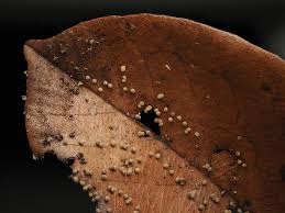 Attēlu rezultāti vaicājumam “Diderma radiatum sessile”