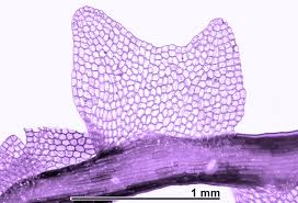 Attēlu rezultāti vaicājumam “Lophozia excisa”