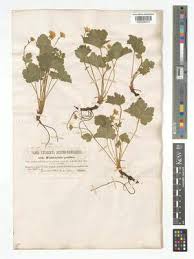 Attēlu rezultāti vaicājumam “Waldsteinia geoides”