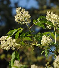 Attēlu rezultāti vaicājumam “Sambucus racemosa flower”