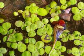Attēlu rezultāti vaicājumam “Spirodela polyrhiza”
