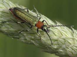 Attēlu rezultāti vaicājumam “Anogcodes melanurus”