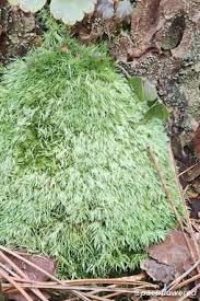 Attēlu rezultāti vaicājumam “Leucobryum glaucum”