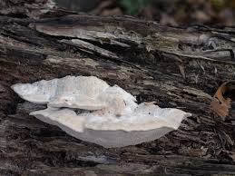 Attēlu rezultāti vaicājumam “Postia tephroleucus”