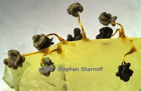 Attēlu rezultāti vaicājumam “Physarum murinum spores”