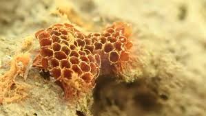 Attēlu rezultāti vaicājumam “Metatrichia vesparia stalked”