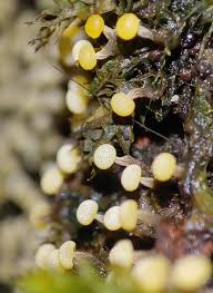 Attēlu rezultāti vaicājumam “Physarum viride”