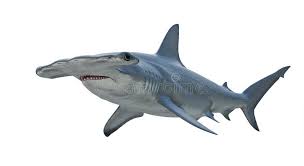 Image result for Sphyrna