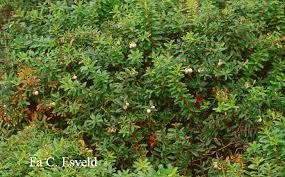 Attēlu rezultāti vaicājumam “Gaultheria cuneata”