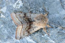 Attēlu rezultāti vaicājumam “Orthosia opima”