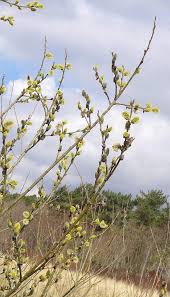 Attēlu rezultāti vaicājumam “Salix cinerea female flower”