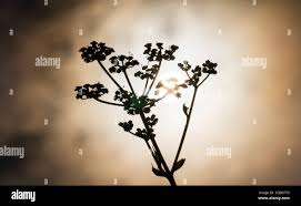 Attēlu rezultāti vaicājumam “Pastinaca sativa subsp. sylvestris”