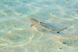 Image result for Carcharhinus melanopterus