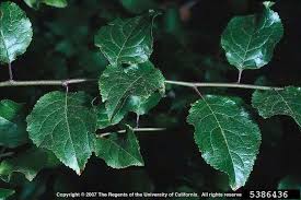 Attēlu rezultāti vaicājumam “Prunus cerasifera var. divaricata bud”