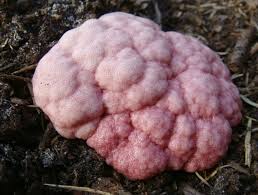 Attēlu rezultāti vaicājumam “Amaurochaete atra macro”