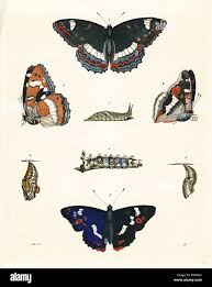 Attēlu rezultāti vaicājumam “Limenitis populi”