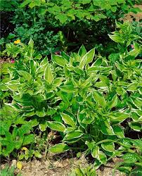 Image result for Hosta fortunei albomarginata