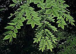 Attēlu rezultāti vaicājumam “Gymnocladus dioicus leaf”