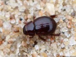 Attēlu rezultāti vaicājumam “Aegialia arenaria”