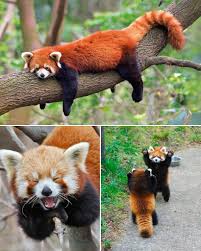 Image result for pandas