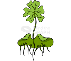 Attēlu rezultāti vaicājumam “sporophyte”