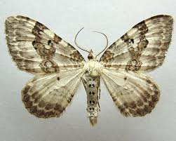 Attēlu rezultāti vaicājumam “Xanthorhoe montanata”