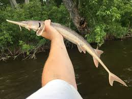 Image result for Scaphirhynchus platorynchus