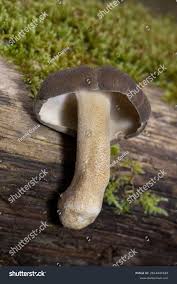 Attēlu rezultāti vaicājumam “Polyporus ciliatus”