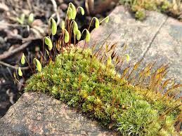 Attēlu rezultāti vaicājumam “Bryum funkii macro”